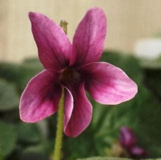 viola odorata chlore